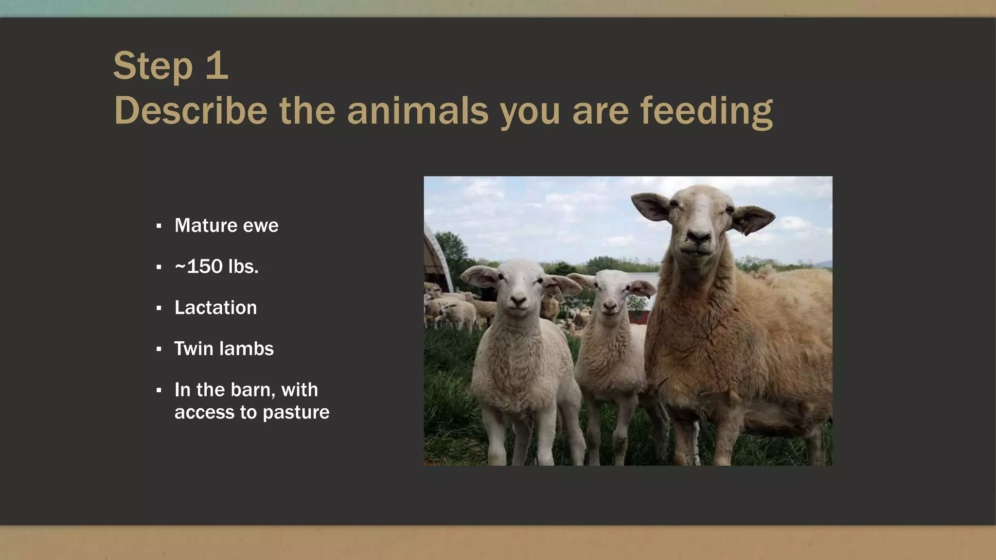 Step 1
Describe the animals you are feeding
▪ Mature ewe
▪ ~150 lbs.
▪ Lactation
▪ Twin lambs
▪ In the barn, with
access to pasture
 