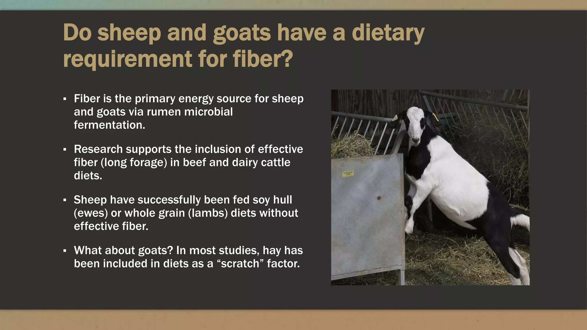 Do sheep and goats have a dietary
requirement for fiber?
▪ Fiber is the primary energy source for sheep
and goats via rumen microbial
fermentation.
▪ Research supports the inclusion of effective
fiber (long forage) in beef and dairy cattle
diets.
▪ Sheep have successfully been fed soy hull
(ewes) or whole grain (lambs) diets without
effective fiber.
▪ What about goats? In most studies, hay has
been included in diets as a “scratch” factor.
 