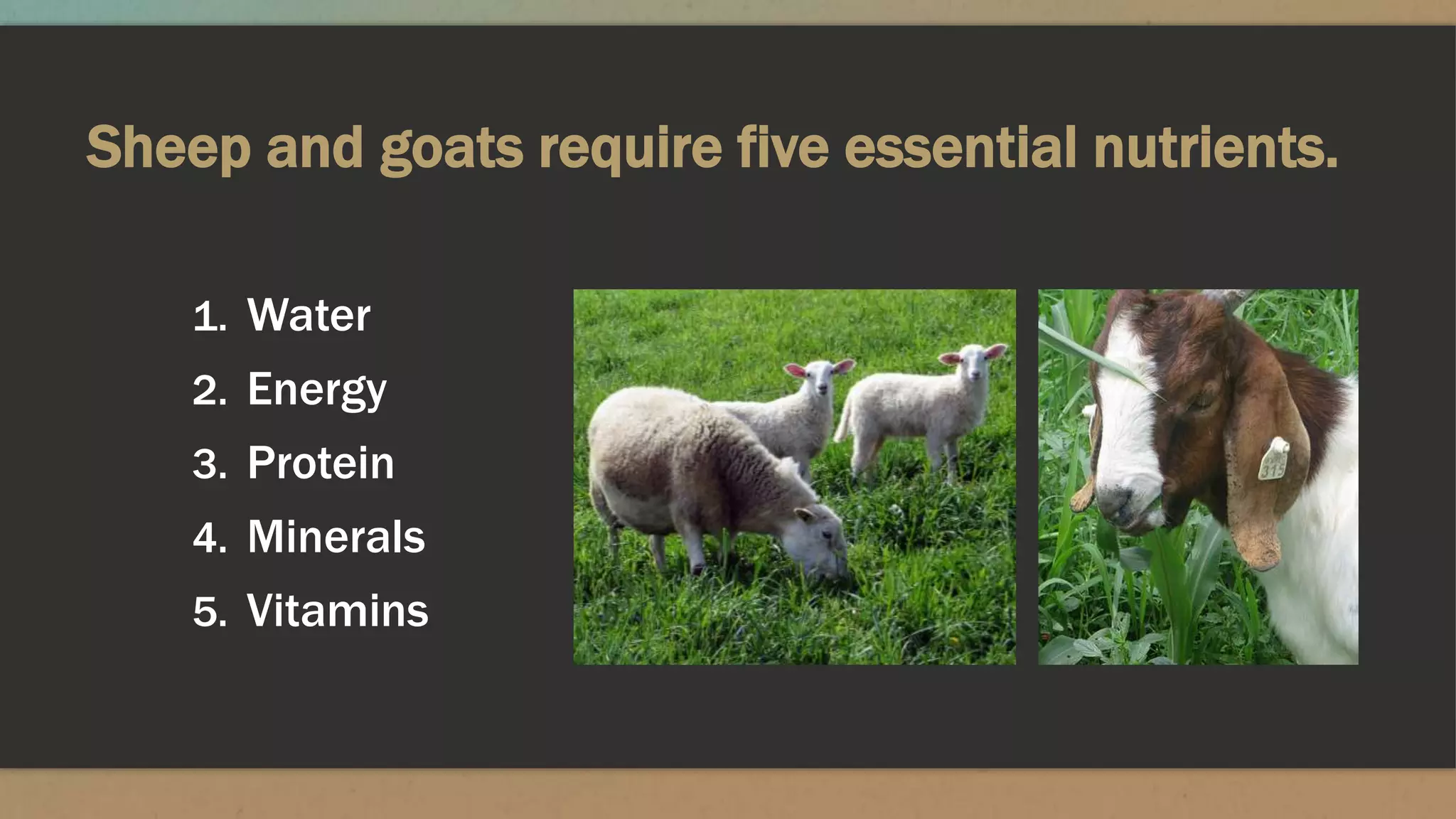 Sheep and goats require five essential nutrients.
1. Water
2. Energy
3. Protein
4. Minerals
5. Vitamins
 