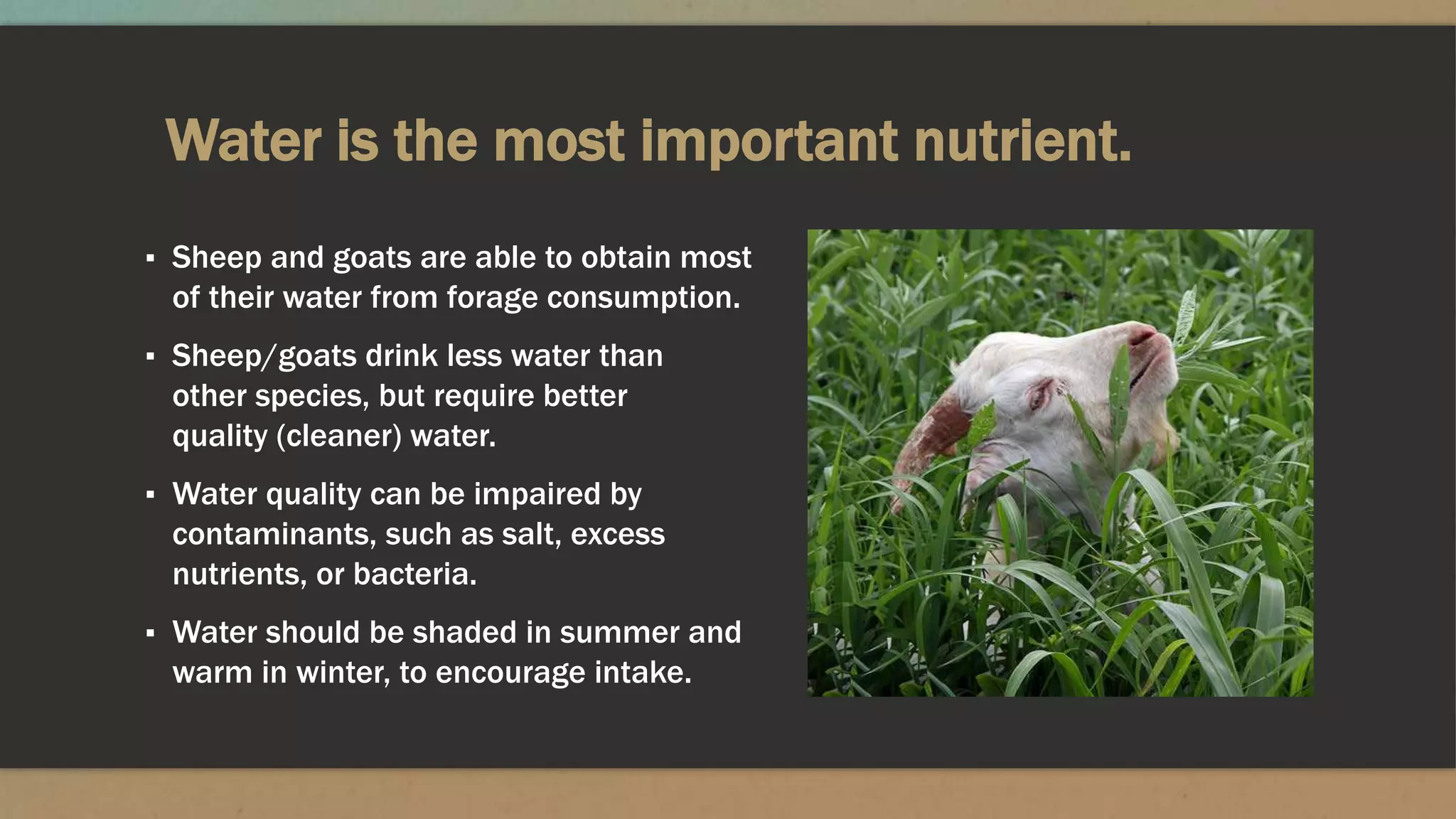 Water is the most important nutrient.
▪ Sheep and goats are able to obtain most
of their water from forage consumption.
▪ Sheep/goats drink less water than
other species, but require better
quality (cleaner) water.
▪ Water quality can be impaired by
contaminants, such as salt, excess
nutrients, or bacteria.
▪ Water should be shaded in summer and
warm in winter, to encourage intake.
 