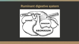 Sheep Ruminant Gi Nutrient requirements of sheep and goats | PPTX