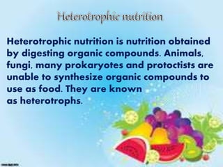 Heterotrophic nutrition is nutrition obtained
by digesting organic compounds. Animals,
fungi, many prokaryotes and protoctists are
unable to synthesize organic compounds to
use as food. They are known
as heterotrophs.
 