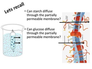 • Can starch diffuse
through the partially
permeable membrane?
• Can glucose diffuse
through the partially
permeable membrane?
 