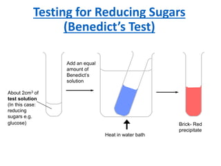 Testing for Reducing Sugars
(Benedict’s Test)
About 2cm3 of
test solution
(In this case:
reducing
sugars e.g.
glucose)
Heat in water bath
Brick- Red
precipitate
Add an equal
amount of
Benedict’s
solution
 
