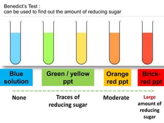 Benedict’s Test :
can be used to find out the amount of reducing sugar
Brick-
red ppt
Orange
red ppt
Green / yellow
ppt
Blue
solution
None Traces of
reducing sugar
Moderate Large
amount of
reducing
sugar
 