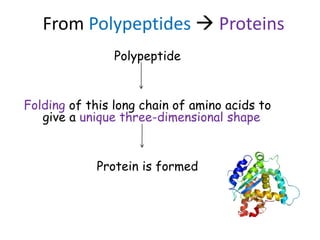 Polypeptide
Folding of this long chain of amino acids to
give a unique three-dimensional shape
Protein is formed
From Polypeptides  Proteins
 