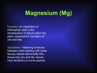 Magnesium (Mg) Function:  An ingredient of chlorophyll, aids in the translocation of starch within the plant, essential for formation of oils and fats. Symptoms:  Yellowing of leaves between veins starting with lower leaves, leaves abnormally thin, tissue may dry and die, leaves have tendency to curve upward. 