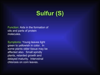 Sulfur (S) Function:  Aids in the formation of oils and parts of protein molecules. Symptoms:  Young leaves light green to yellowish in color.  In some plants older tissue may be affected also.  Small spindly plants, retarded growth and delayed maturity.  Interveinal chlorosis on corn leaves. 