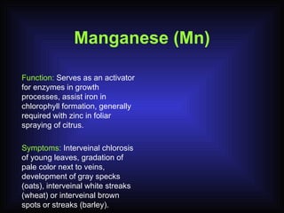 Manganese (Mn) Function:  Serves as an activator for enzymes in growth processes, assist iron in chlorophyll formation, generally required with zinc in foliar spraying of citrus. Symptoms:  Interveinal chlorosis of young leaves, gradation of pale color next to veins, development of gray specks (oats), interveinal white streaks (wheat) or interveinal brown spots or streaks (barley). 
