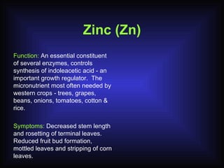 Zinc (Zn) Function:  An essential constituent of several enzymes, controls synthesis of indoleacetic acid - an important growth regulator.  The micronutrient most often needed by western crops - trees, grapes, beans, onions, tomatoes, cotton & rice.  Symptoms:  Decreased stem length and rosetting of terminal leaves.  Reduced fruit bud formation, mottled leaves and stripping of corn leaves. 