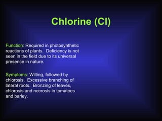Chlorine (Cl) Function:  Required in photosynthetic reactions of plants.  Deficiency is not seen in the field due to its universal presence in nature. Symptoms:  Wilting, followed by chlorosis.  Excessive branching of lateral roots.  Bronzing of leaves, chlorosis and necrosis in tomatoes and barley. 