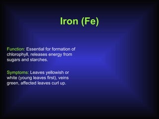 Iron (Fe) Function:  Essential for formation of chlorophyll, releases energy from sugars and starches. Symptoms:  Leaves yellowish or white (young leaves first), veins green, affected leaves curl up. 