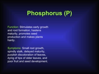 Phosphorus (P) Function:  Stimulates early growth and root formation, hastens maturity, promotes seed production and makes plants hardy. Symptoms:  Small root growth, spindly stalk, delayed maturity, purplish discoloration of leaves, dying of tips of older leaves, and poor fruit and seed development. 