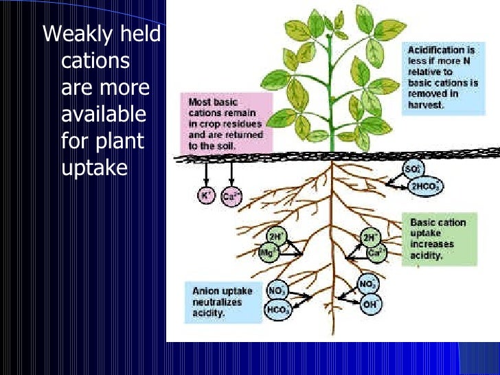 Nutrients soil fertility