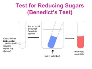 Test for Reducing Sugars
                   (Benedict’s Test)

                    Add an equal
                    amount of
                    Benedict’s
                    solution

About 2cm3 of
test solution
   (In this case:
reducing
sugars e.g.
glucose)                                                Brick- Red
                                                        precipitate
                                   Heat in water bath
 