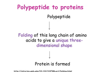 Polypeptide to proteins
                                Polypeptide



    Folding of this long chain of amino
        acids to give a unique three-
             dimensional shape



                    Protein is formed
http://intro.bio.umb.edu/111-112/111F98Lect/folding.html
 