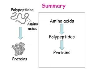 Summary
Polypeptides

                  Amino acids
        Amino
        acids

                  Polypeptides


                    Proteins
Proteins
 