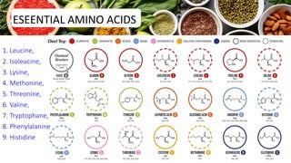 ESEENTIAL AMINO ACIDS
1. Leucine,
2. Isoleucine,
3. Lysine,
4. Methonine,
5. Threonine,
6. Valine,
7. Tryptophane,
8. Phenylalanine
9. Histidine
14
 