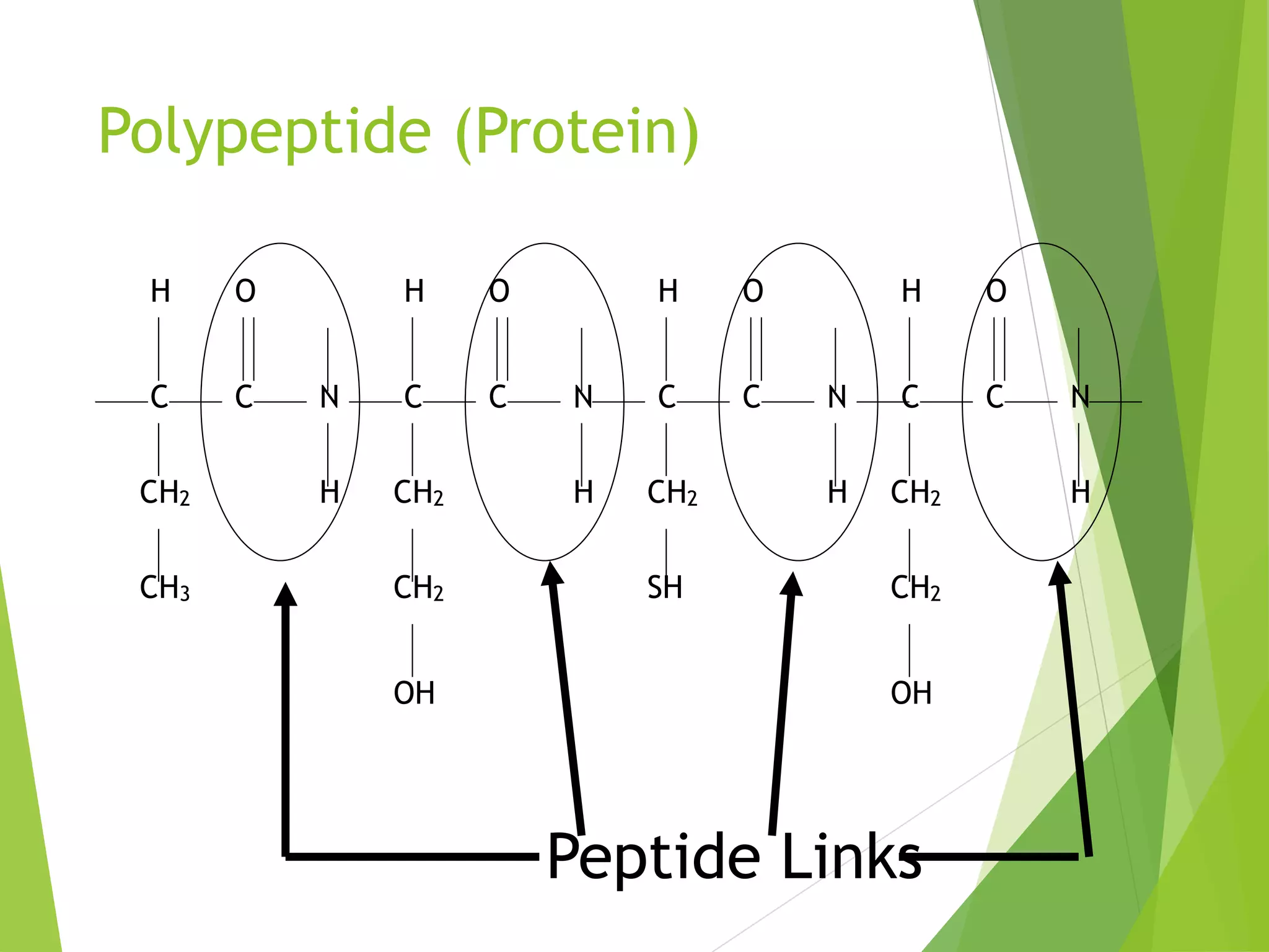 Polypeptide (Protein)
H
C
CH2
CH3
C
O
N
H
H
C
CH2
CH2
C
O
N
H
H
C
CH2
SH
C
O
N
H
H
C
CH2
CH2
C
O
N
H
OH OH
Peptide Links
 