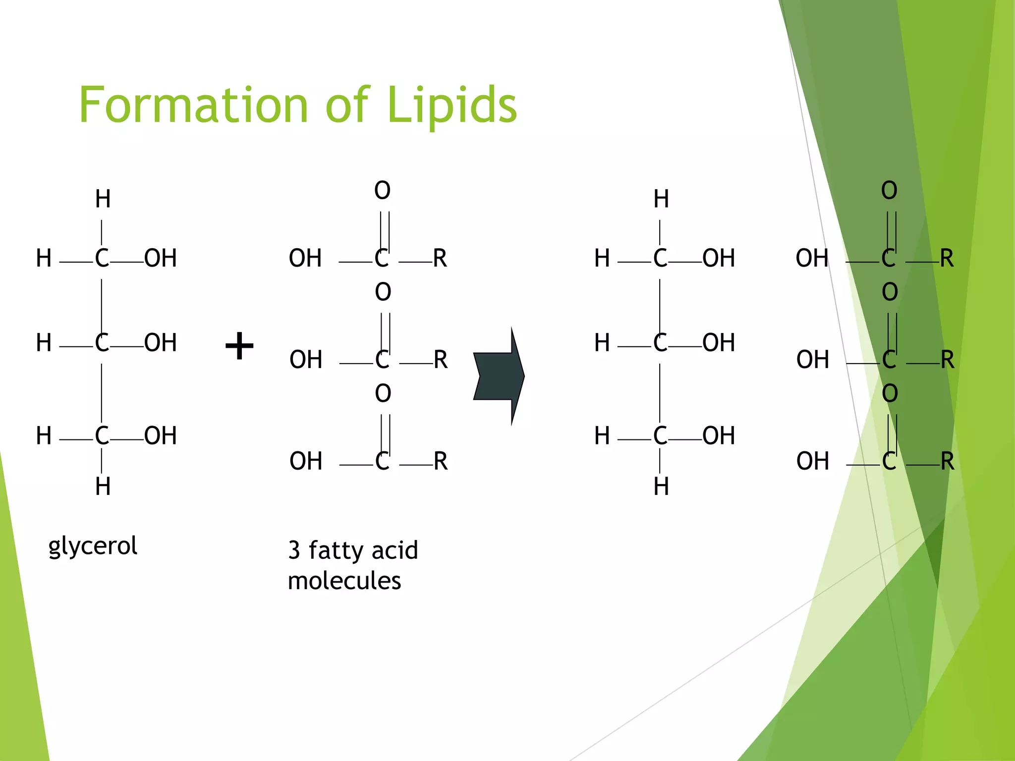 Formation of Lipids
H
OHH C
OHH C
OHH C
H
glycerol
OH C R
+
O
OH C R
O
OH C R
O
3 fatty acid
molecules
H
OHH C
OHH C
OHH C
H
OH C R
O
OH C R
O
OH C R
O
 