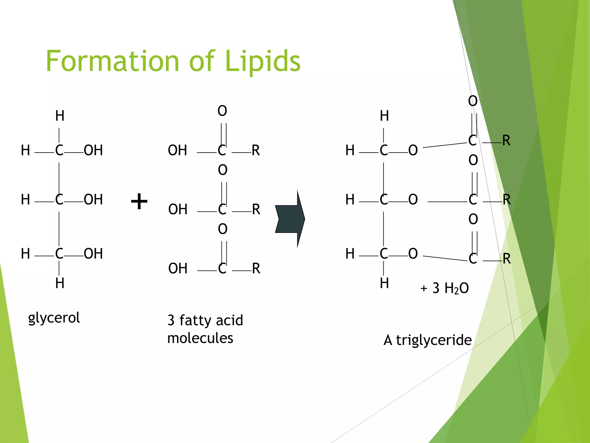 Formation of Lipids
H
OHH C
OHH C
OHH C
H
glycerol
OH C R
+
O
OH C R
O
OH C R
O
3 fatty acid
molecules
H
OH C
OH C
OH C
H
C R
O
C R
O
C R
O
+ 3 H2O
A triglyceride
 