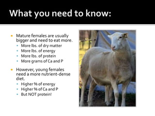    Mature females are usually
    bigger and need to eat more.
       More lbs. of dry matter
       More lbs. of energy
       More lbs. of protein
       More grams of Ca and P
   However, young females
    need a more nutrient-dense
    diet.
     Higher % of energy
     Higher % of Ca and P
     But NOT protein!
 