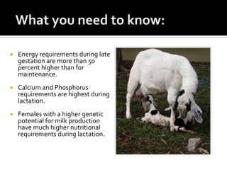    Energy requirements during late
    gestation are more than 50
    percent higher than for
    maintenance.
   Calcium and Phosphorus
    requirements are highest during
    lactation.
   Females with a higher genetic
    potential for milk production
    have much higher nutritional
    requirements during lactation.
 