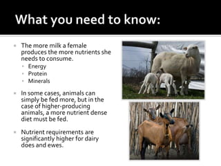    The more milk a female
    produces the more nutrients she
    needs to consume.
     Energy
     Protein
     Minerals

   In some cases, animals can
    simply be fed more, but in the
    case of higher-producing
    animals, a more nutrient dense
    diet must be fed.
   Nutrient requirements are
    significantly higher for dairy
    does and ewes.
 