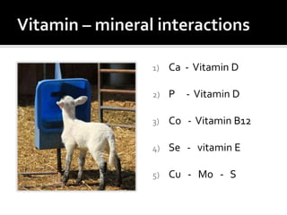 1)   Ca - Vitamin D

2)   P   - Vitamin D

3)   Co - Vitamin B12

4)   Se - vitamin E

5)   Cu - Mo - S
 