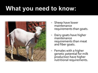    Sheep have lower
    maintenance
    requirements than goats.
   Dairy goats have higher
    maintenance
    requirements than meat
    and fiber goats.
   Females with a higher
    genetic potential for milk
    production have higher
    nutritional requirements.
 
