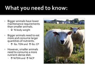    Bigger animals have lower
    maintenance requirements
    than smaller animals.
      % body weight

   Bigger animals need to eat
    more and consume larger
    quantities of nutrients.
      lbs. TDN and  lbs. CP

   However, smaller animals
    need to consume a more
    nutrient-dense diet.
      %TDN and  %CP
 