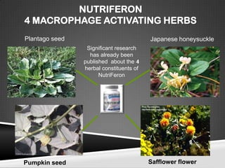 NUTRIFERON
4 MACROPHAGE ACTIVATING HERBS
Plantago seed                            Japanese honeysuckle
                 Significant research
                  has already been
                published about the 4
                herbal constituents of
                      NutriFeron




Pumpkin seed                             Safflower flower
 