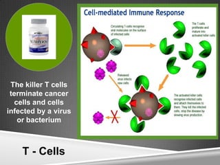 The killer T cells
 terminate cancer
  cells and cells
infected by a virus
   or bacterium



    T - Cells
 