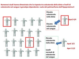 ApoE 4/4 Numerosi studi hanno dimostrato che la risposta tra colesterolo della dieta e livelli di colesterolo nel sangue è genotipo-dipendente: ruolo del polimorfismo dell’Apoproteina E ApoE 3/2 Apo E 2/2 Elevato colesterolo  nella dieta Elevato colesterolo nel sangue Elevato colesterolo  nella dieta Livelli normali di colesterolo nel sangue 