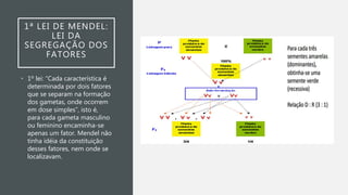 1ª LEI DE MENDEL:
LEI DA
SEGREGAÇÃO DOS
FATORES
• 1º lei: “Cada característica é
determinada por dois fatores
que se separam na formação
dos gametas, onde ocorrem
em dose simples”, isto é,
para cada gameta masculino
ou feminino encaminha-se
apenas um fator. Mendel não
tinha idéia da constituição
desses fatores, nem onde se
localizavam.
 