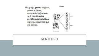 GENÓTIPO
 