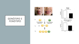 GENÓTIPO E
FENÓTIPO
 