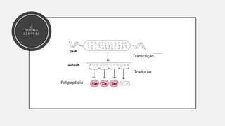 O
D O G M A
C E N T R A L
Transcrição
Tradução
Polipeptídio
 