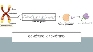GENÓTIPO X FENÓTIPO
 