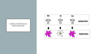CARACTERÍSTICAS
INDIVIDUAIS
 