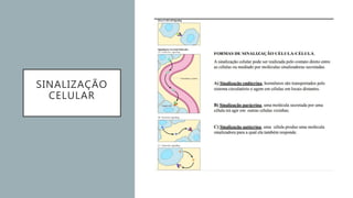 SINALIZAÇÃO
CELULAR
 