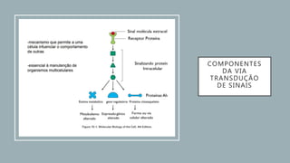 COMPONENTES
DA VIA
TRANSDUÇÃO
DE SINAIS
 