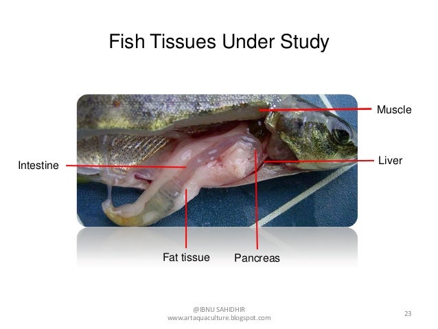 Nutrigenomic class: transcriptomic responses to functional feeds in a…