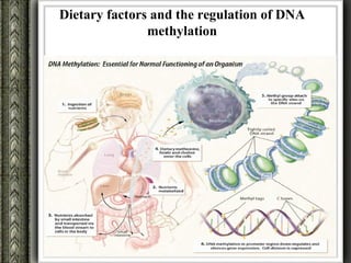 Dietary factors and the regulation of DNA
               methylation
 