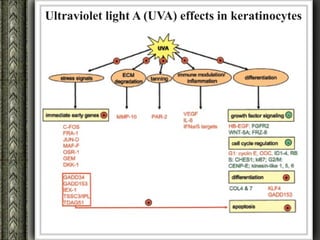 Ultraviolet light A (UVA) effects in keratinocytes
 