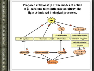 Proposed relationship of the modes of action
of β -carotene to its influence on ultraviolet
    light A-induced biological processes.
 