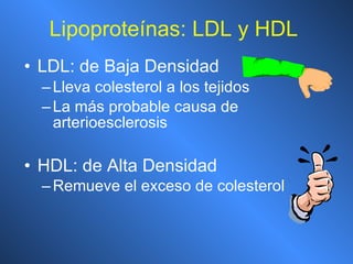 Lipoproteínas: LDL y HDL LDL: de Baja Densidad Lleva colesterol a los tejidos La más probable causa de arterioesclerosis HDL: de Alta Densidad  Remueve el exceso de colesterol   