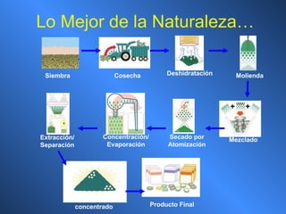 Lo Mejor de la Naturaleza… Siembra Cosecha Molienda Extracción/ Separación Concentración/ Evaporación Secado por Atomización Mezclado Producto concentrado Producto Final Deshidratación 