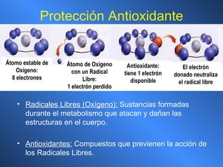 Protección Antioxidante Radicales Libres (Oxígeno):  Sustancias formadas durante el metabolismo que atacan y dañan las estructuras en el cuerpo. Antioxidantes:  Compuestos que previenen la acción de los Radicales Libres. Átomo estable de Oxígeno: 8 electrones Átomo de Oxígeno con un Radical Libre: 1 electrón perdido Antioxidante: tiene 1 electrón disponible El electrón donado neutraliza el radical libre 