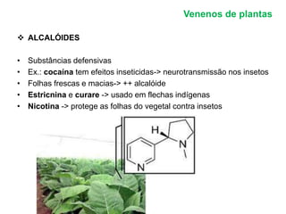 Venenos de plantas 
 ALCALÓIDES 
• Substâncias defensivas 
• Ex.: cocaína tem efeitos inseticidas-> neurotransmissão nos insetos 
• Folhas frescas e macias-> ++ alcalóide 
• Estricnina e curare -> usado em flechas indígenas 
• Nicotina -> protege as folhas do vegetal contra insetos 
 